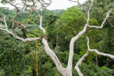 Verbindung von Wissenschaft und Baumkletter-Praxis: EnQuête d’Arbres