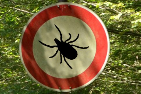 Arbeitsschutz: Zecken und Baumpflege
