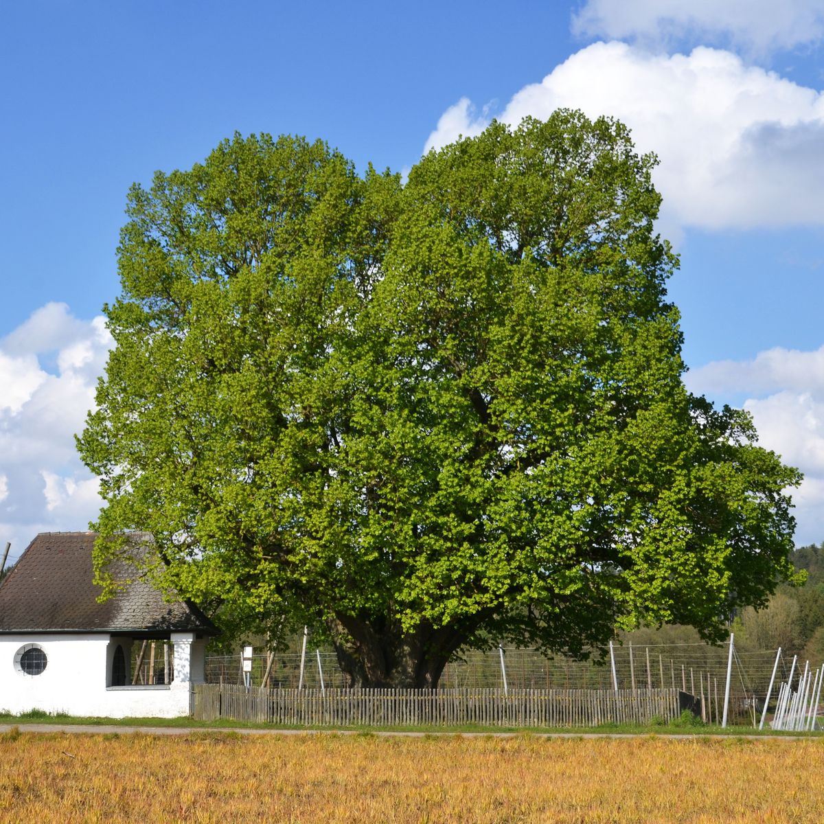 Old tree beside a chapel
