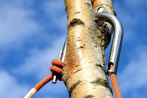 Arborixx Approach: Immer eine Wurflänge voraus