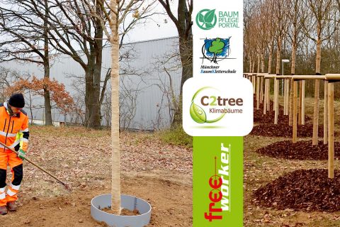 C2tree-Projekt in Stein – Ein Feldahorn vom Freeworker