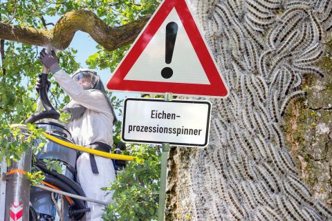 Welche Schutzausrüstung um den Eichenprozessionsspinner zu beseitigen?