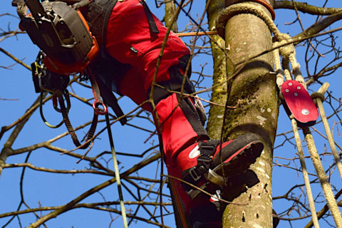 Schnittschutzschuhe in der Baumpflege