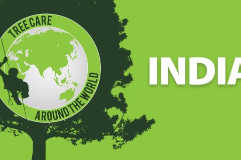 Baumpflege around the World: Indien