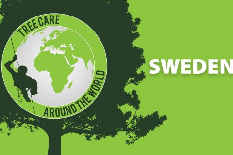 Baumpflege around the World: Schweden